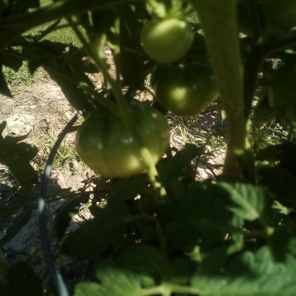 Meet your Posher, Aaron - Picture 1 of 1